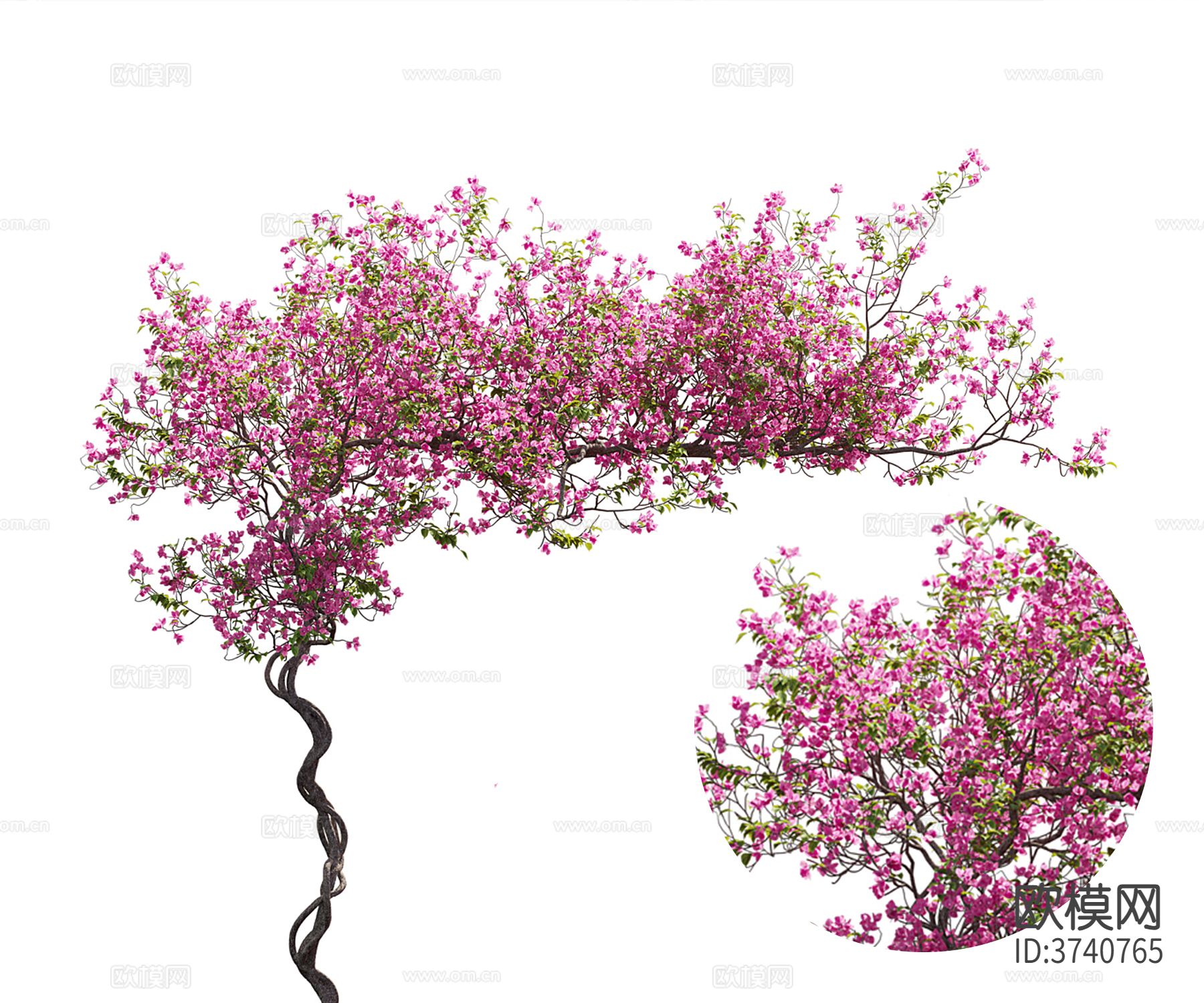 海棠 藤曼材质下载