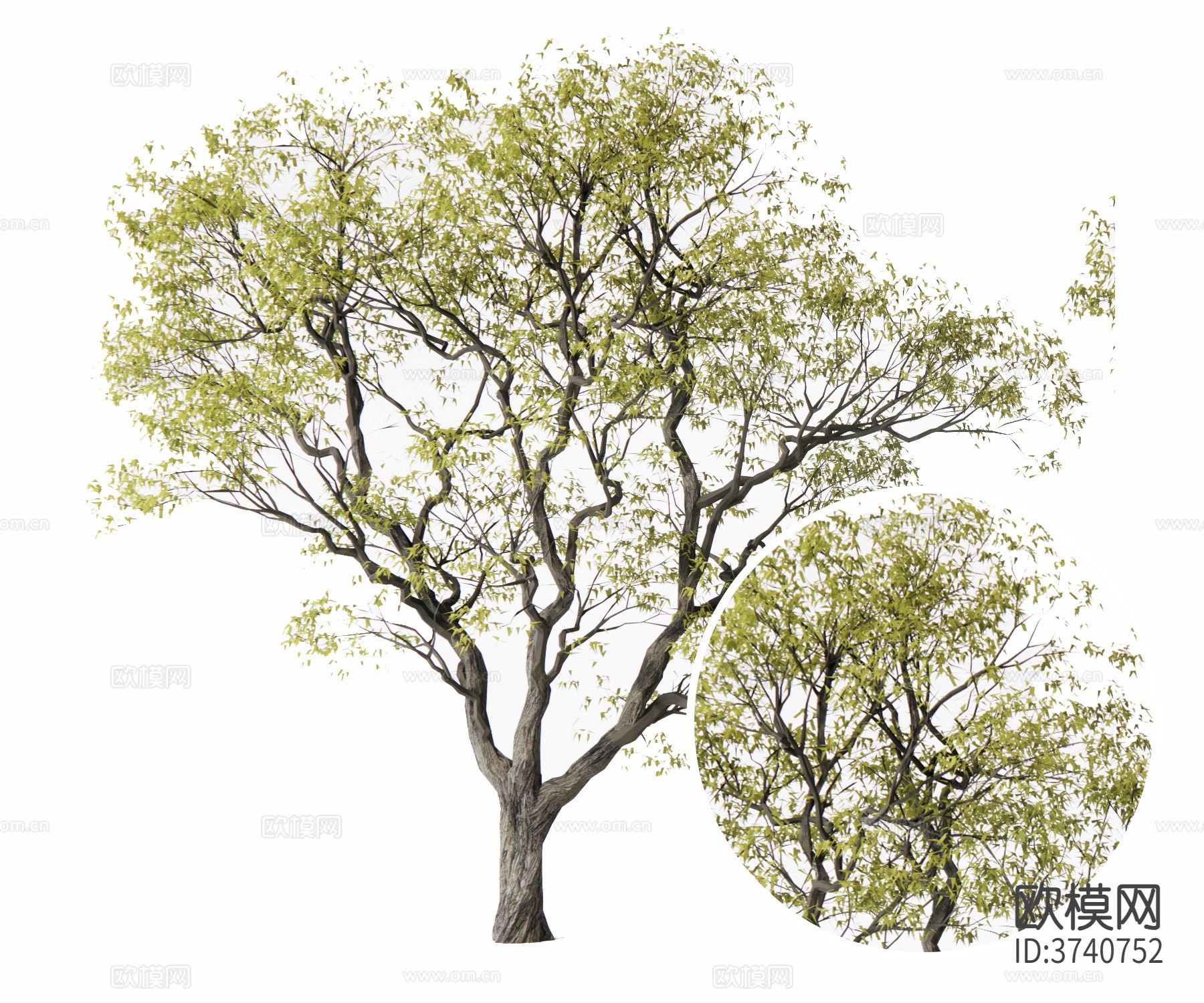 景观树材质下载