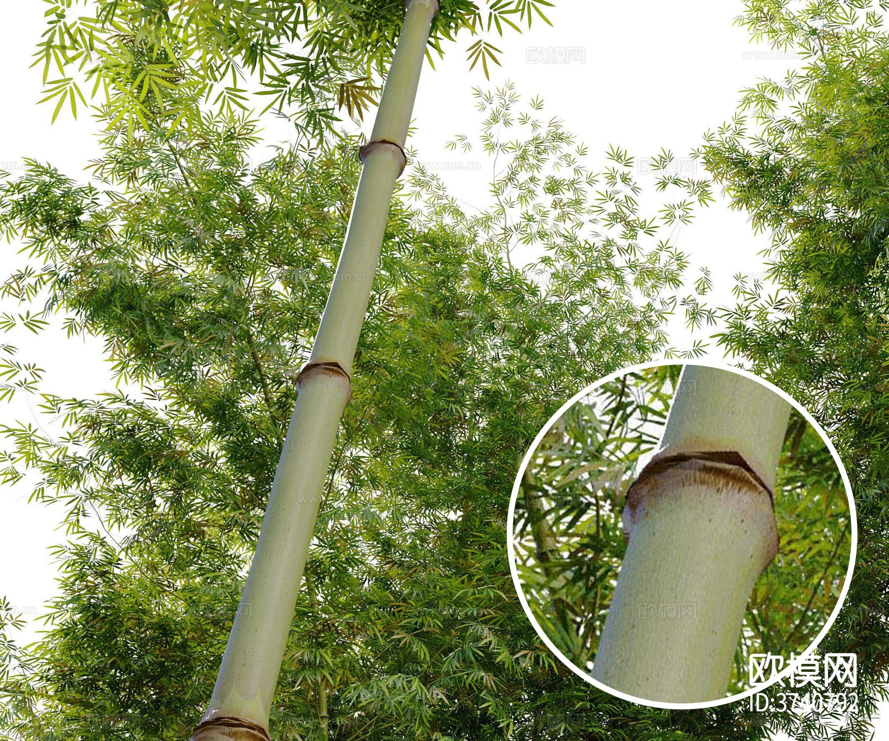 绿竹材质下载
