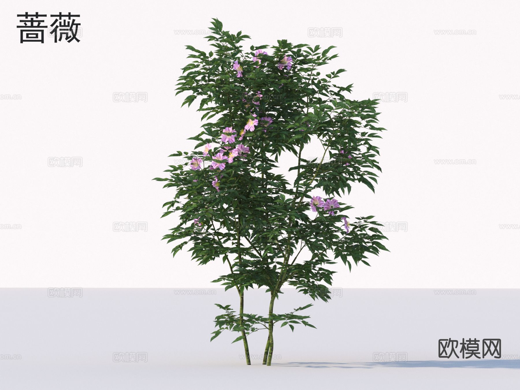 蔷薇 花草灌木 植物类3d模型