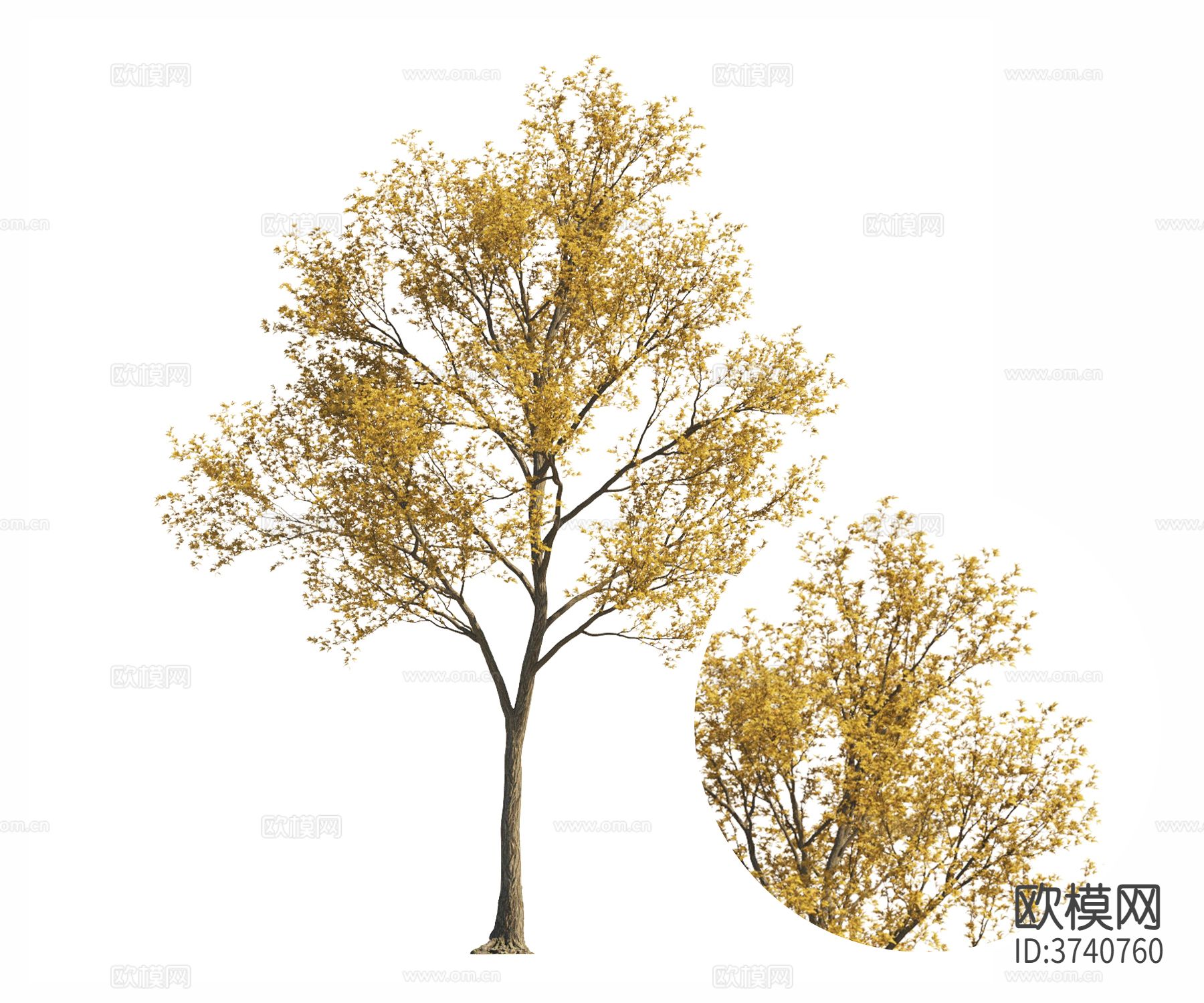 行道树材质下载