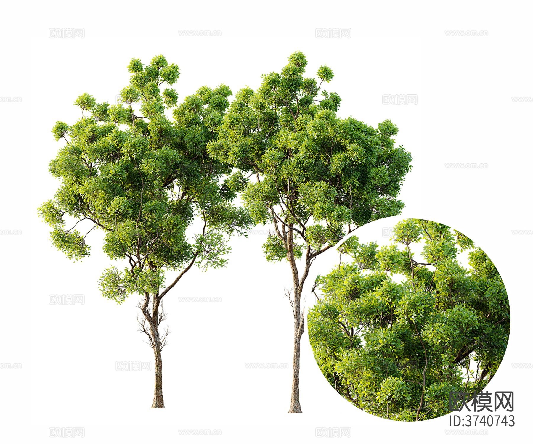 景观树材质下载