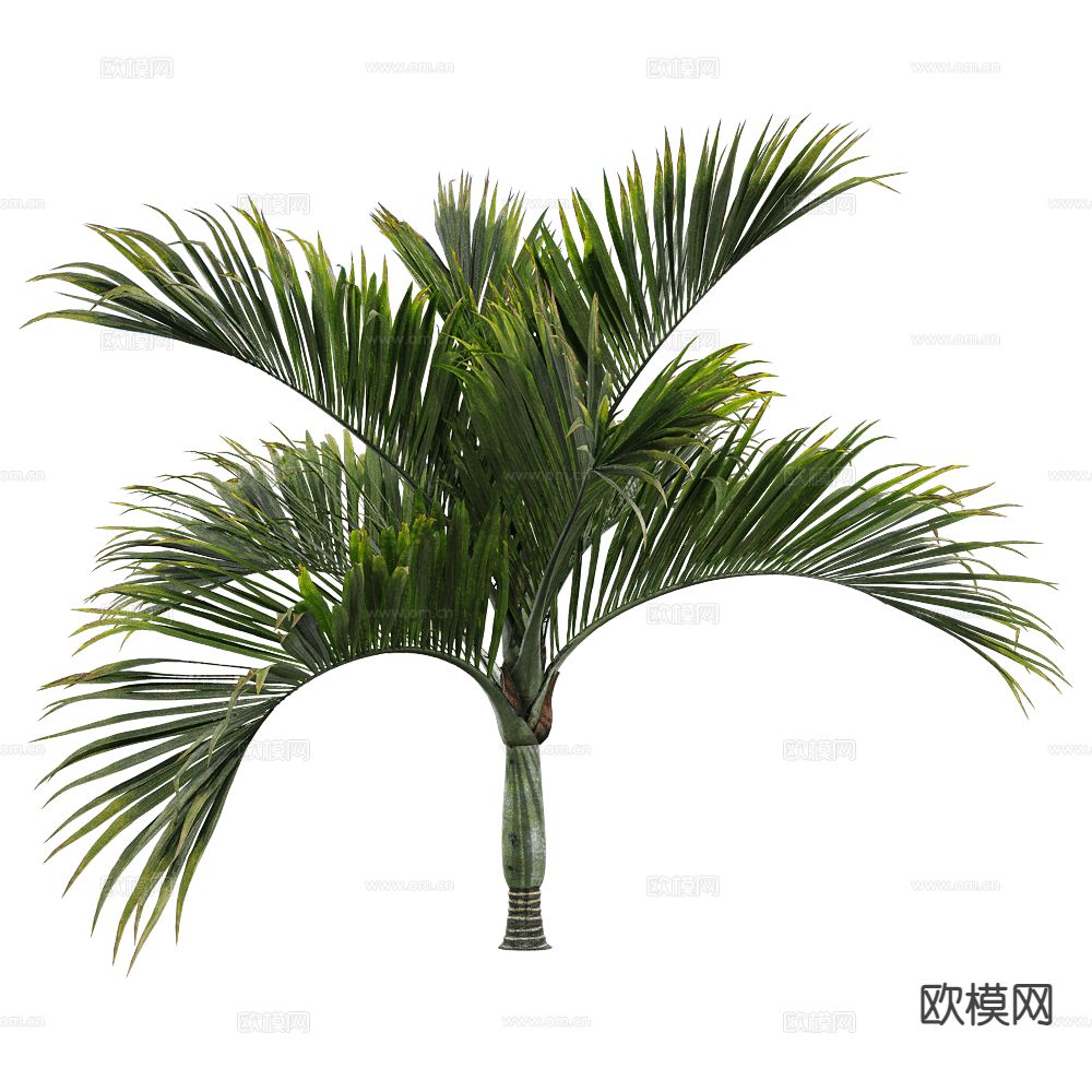 现代热带树 景观树 灌木植物3d模型