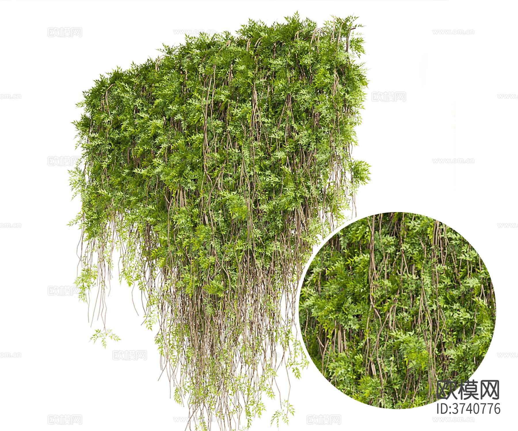 绿藤曼材质下载