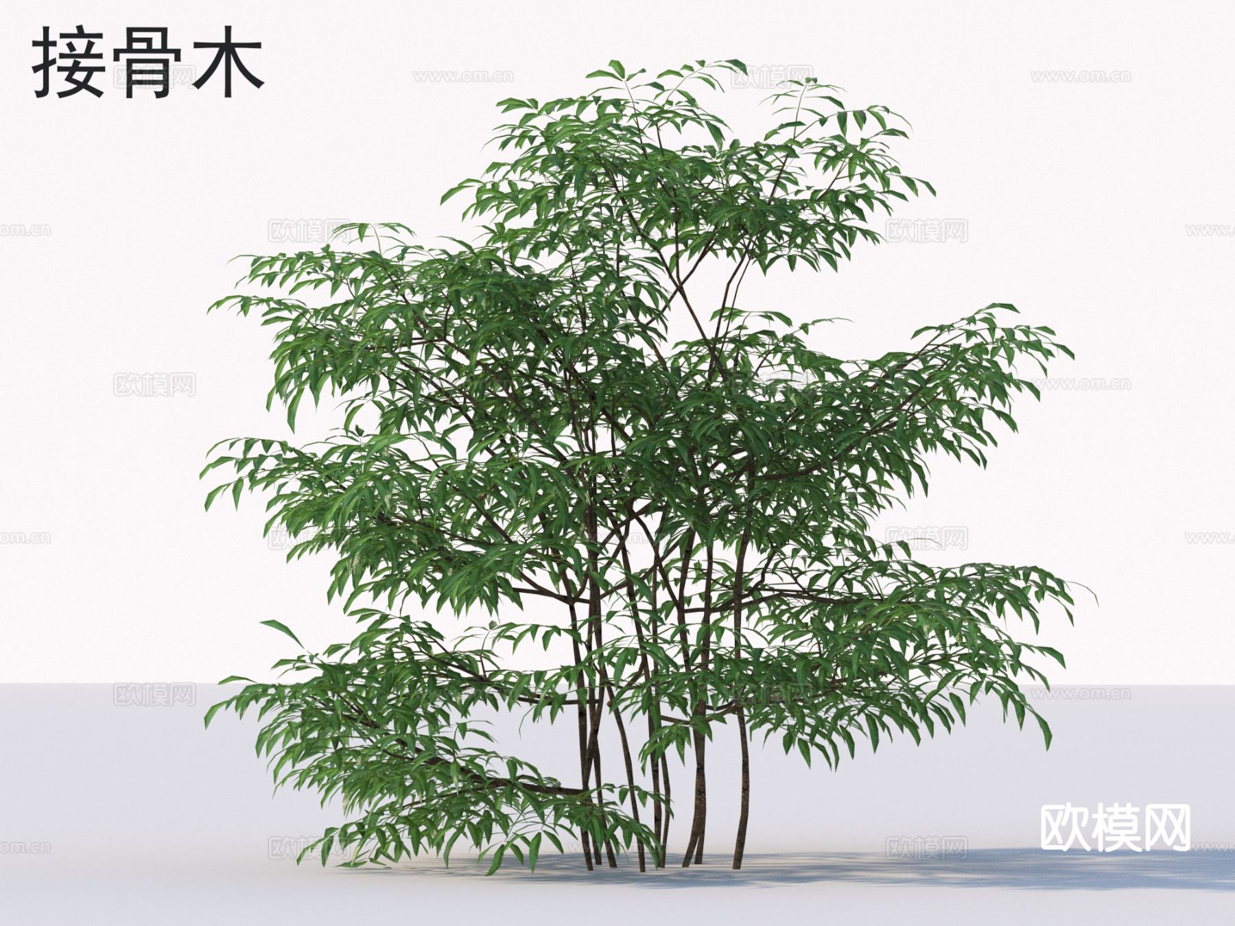 接骨木 花草 植物类3d模型