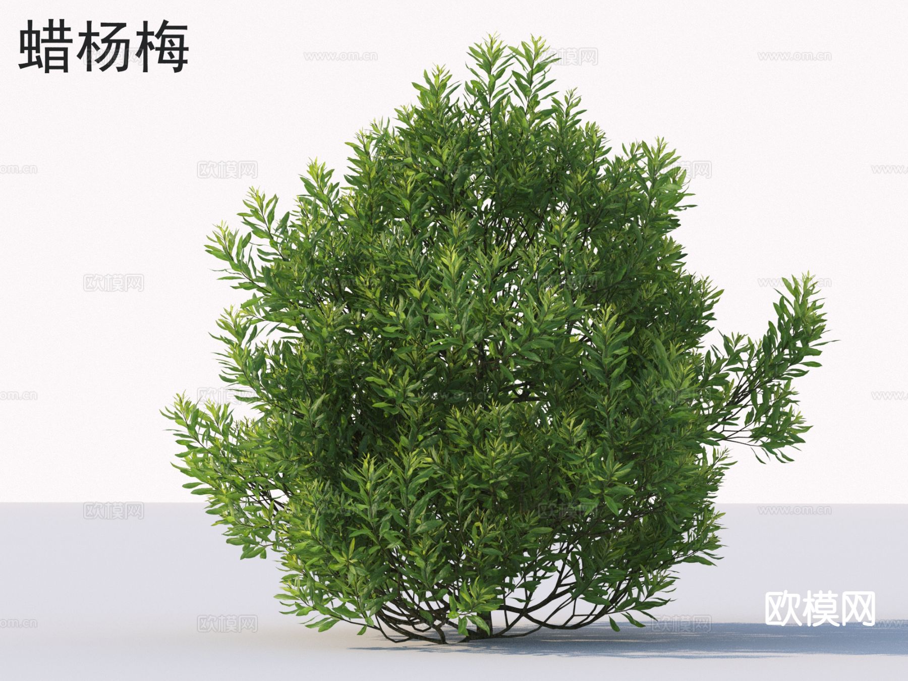 蜡杨梅 花草灌木 植物类3d模型