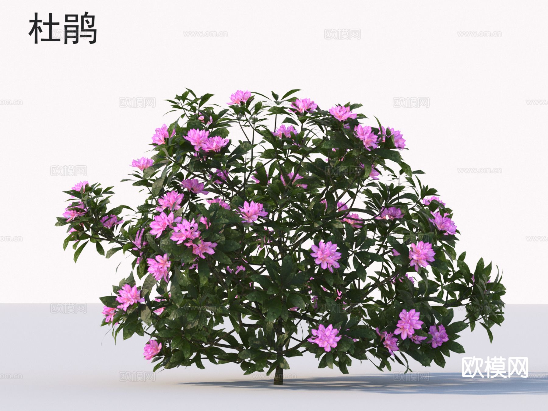 杜鹃 花草灌木 植物类3d模型