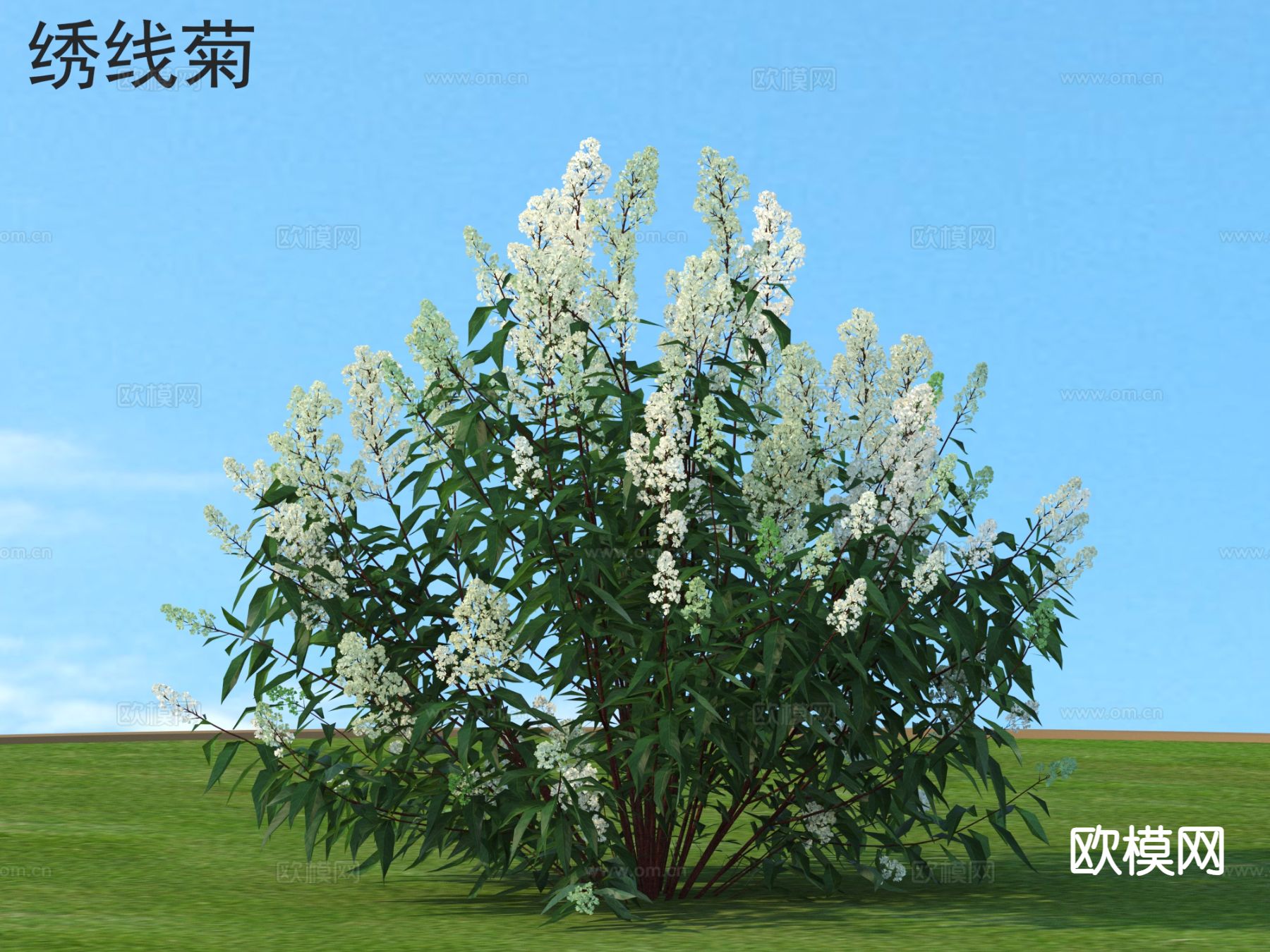 绣线菊 花草灌木 植物类3d模型