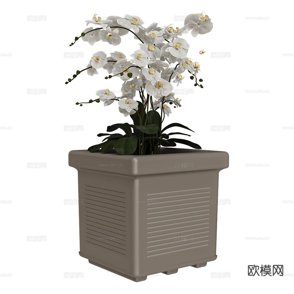 蝴蝶兰 花盆 盆栽3d模型