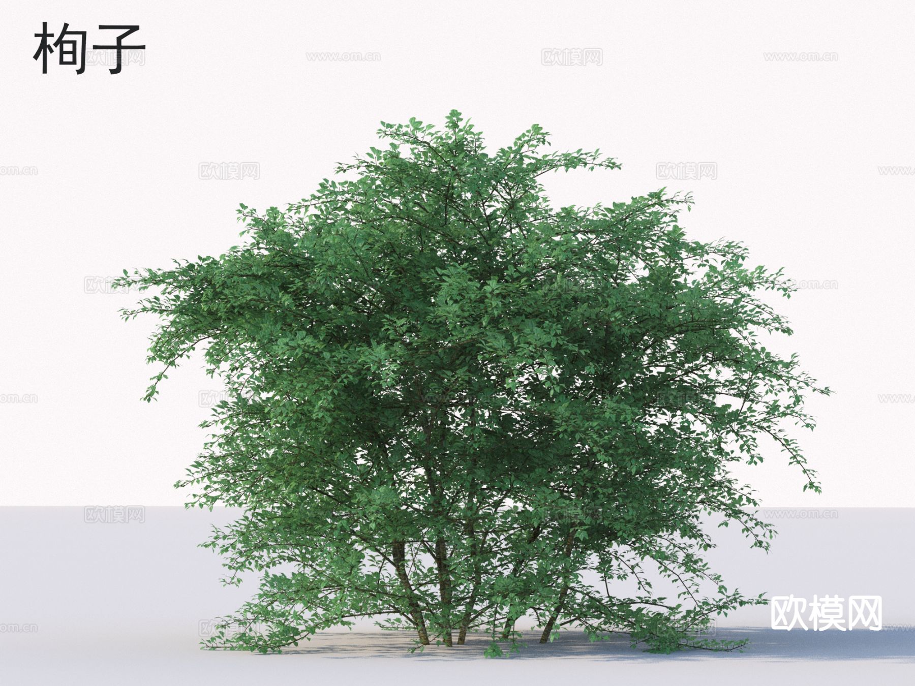 栒子 花草灌木 植物类3d模型