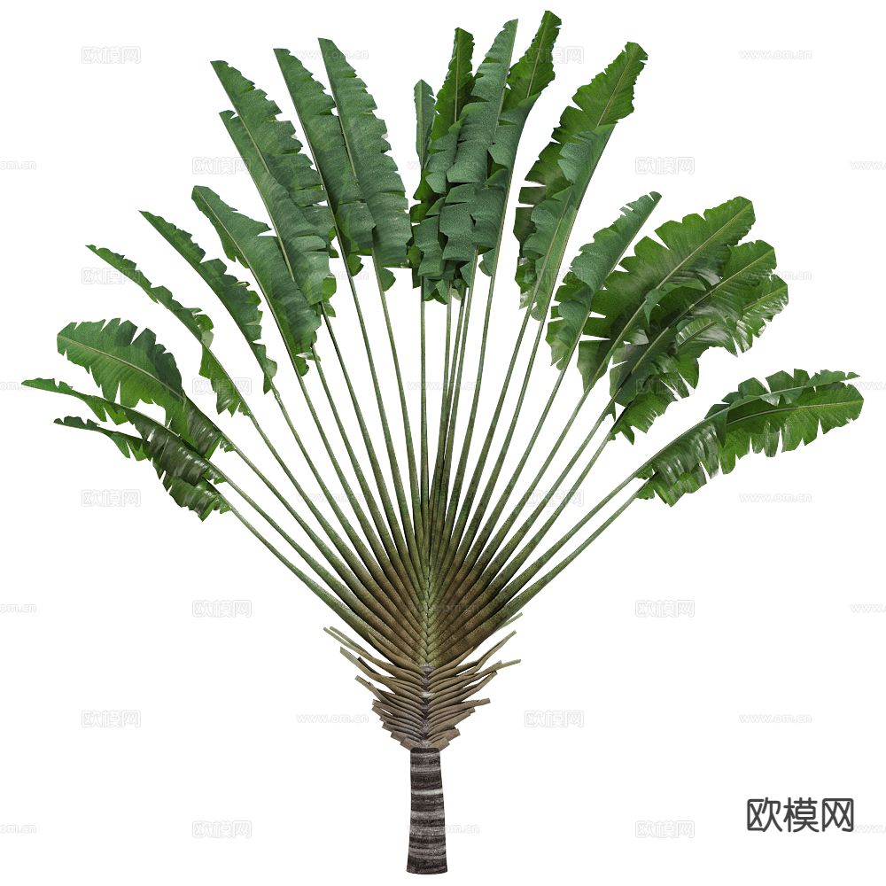 现代景观树 热带树 芭蕉树3d模型