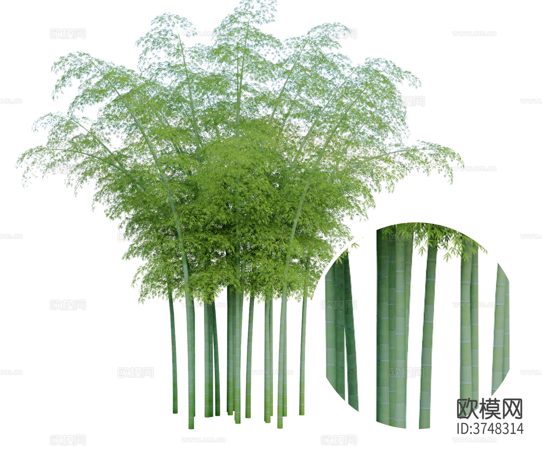 竹子 绿竹材质下载