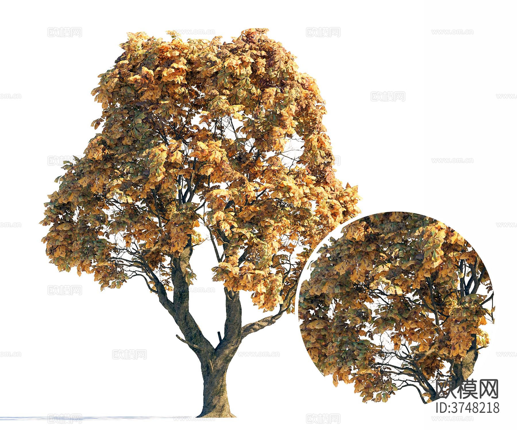 树 景观树材质下载