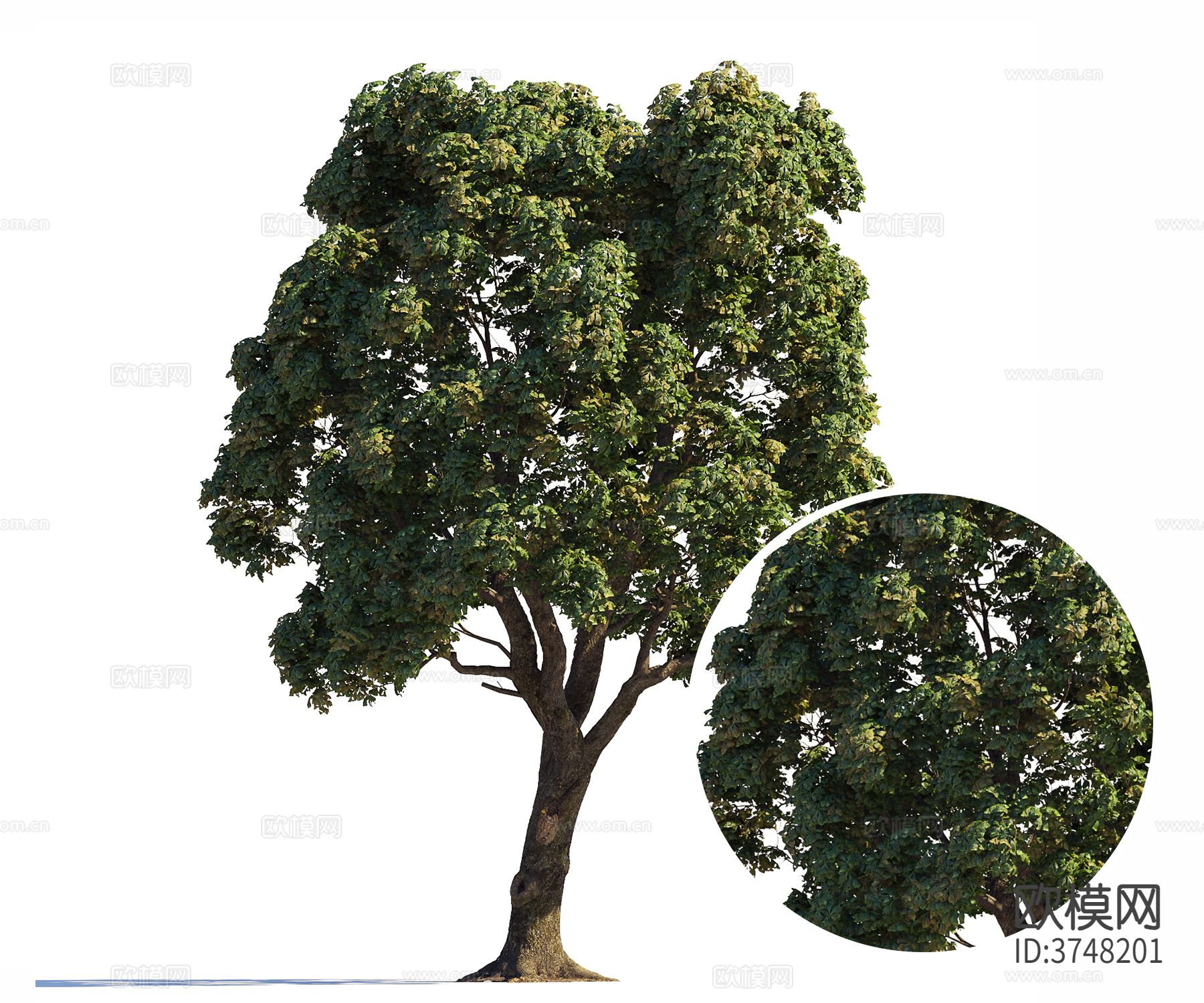 景观树材质下载