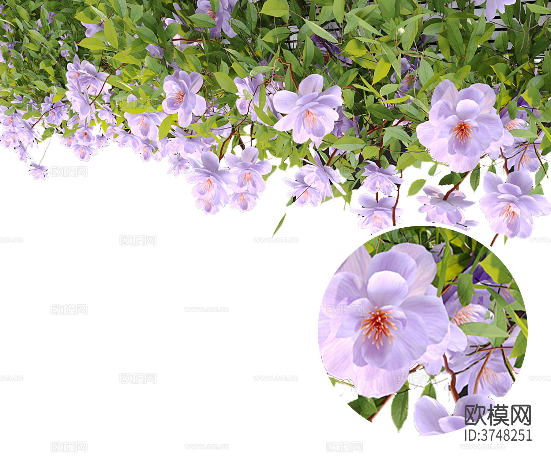 铁线莲藤曼材质下载