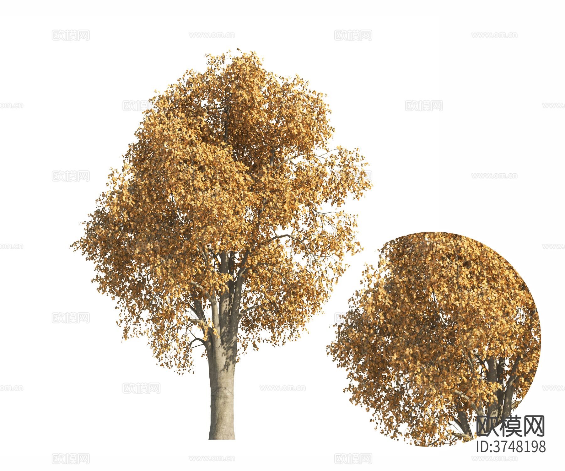 景观树 黄树材质下载