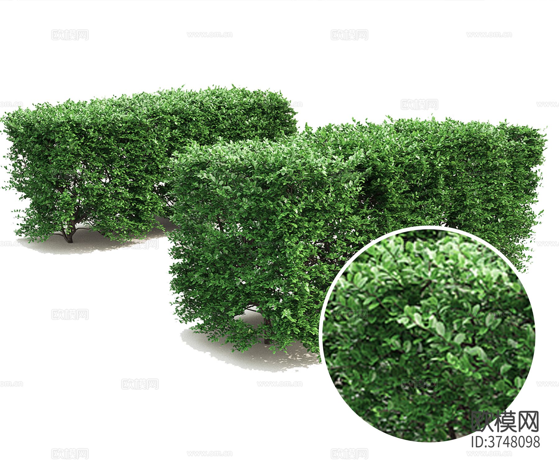 植物 灌木材质下载