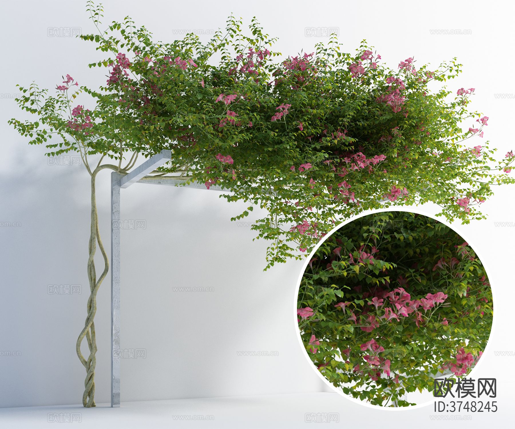 叶子花 藤曼材质下载