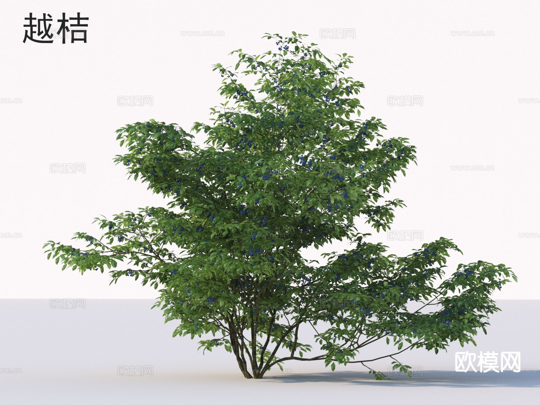 越桔 花草灌木 植物类3d模型