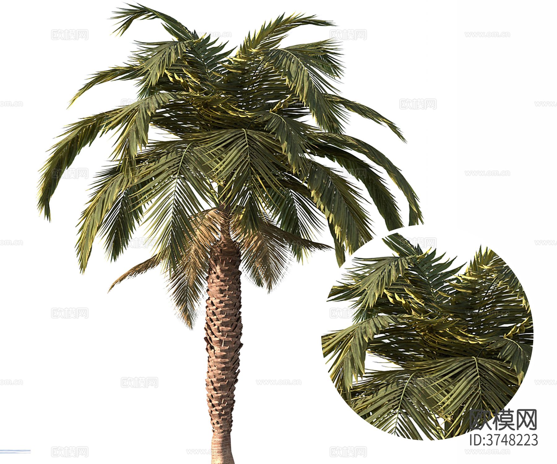 椰树 树材质下载