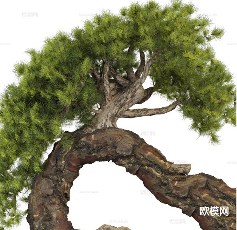 罗汉松盆景 迎客松盆景3d模型