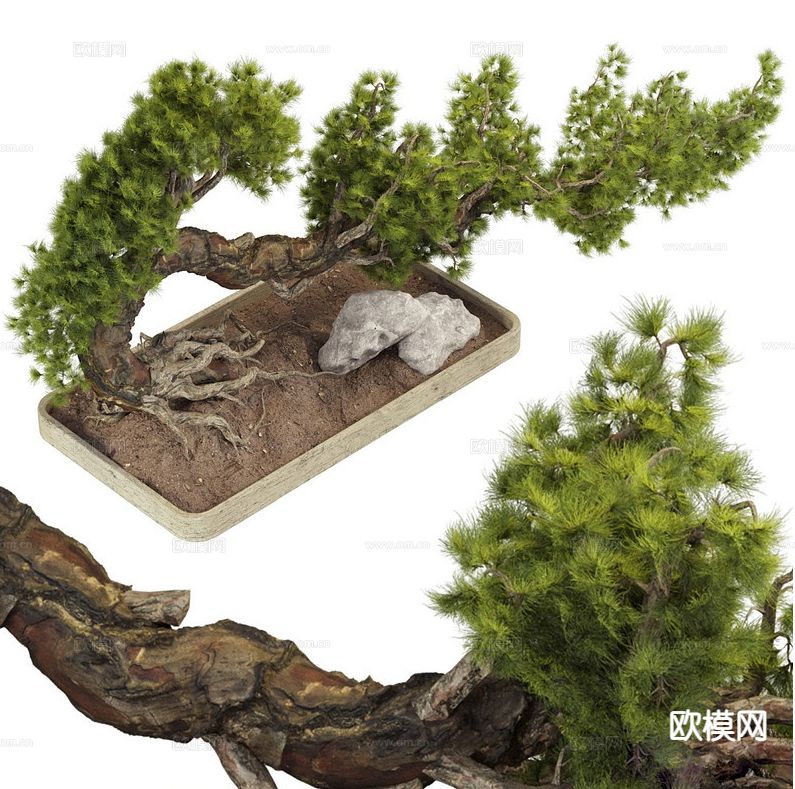 罗汉松盆景 迎客松盆景3d模型