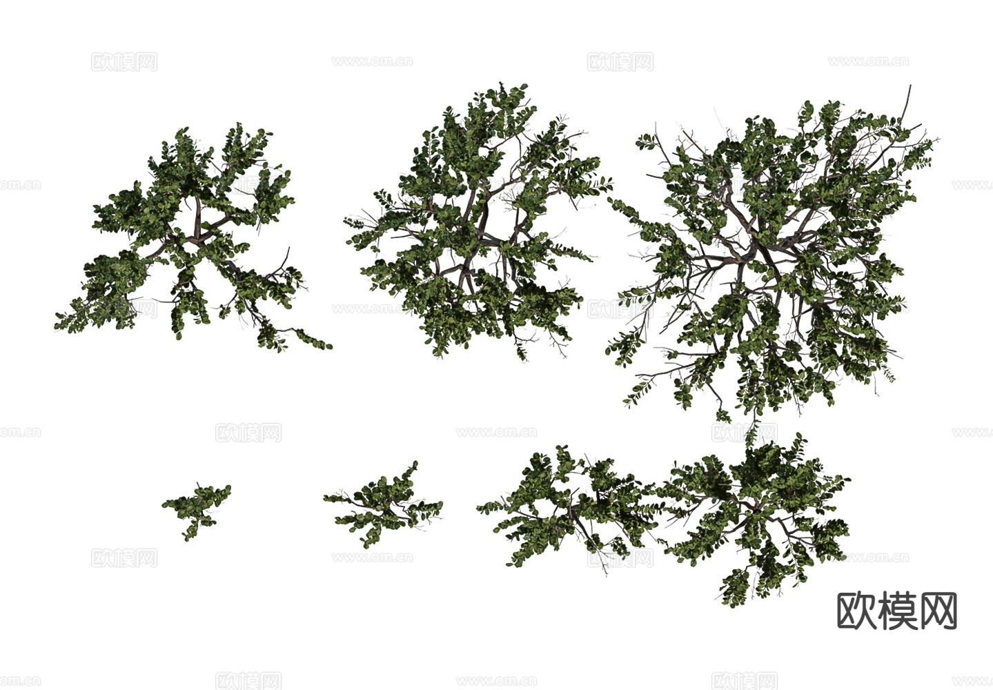 漆树灌木 植物花草3d模型