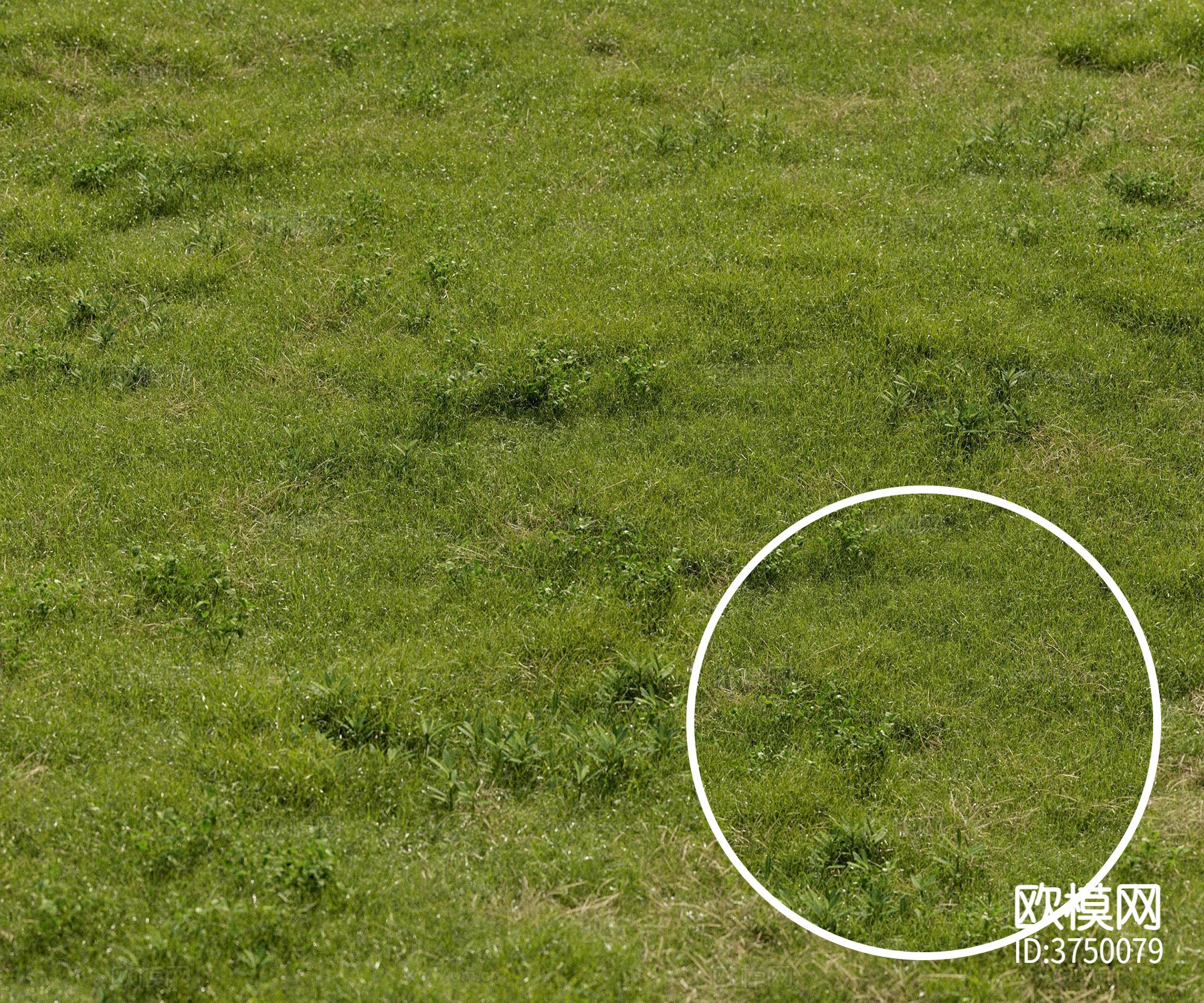 草地材质下载
