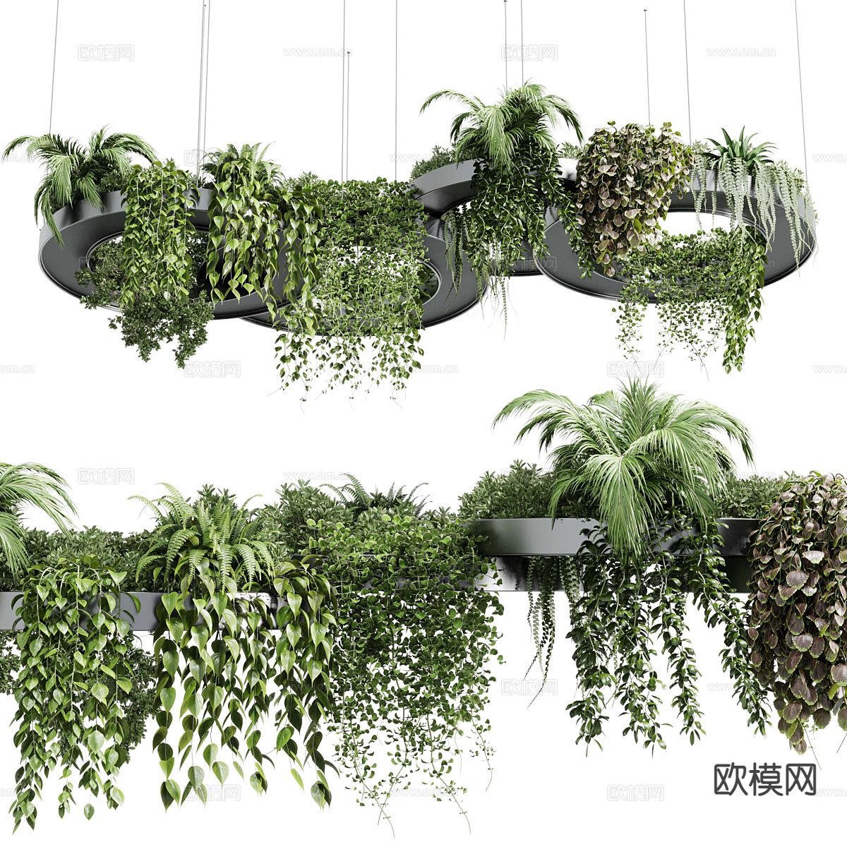 现代悬挂植物 吊篮 绿植3d模型