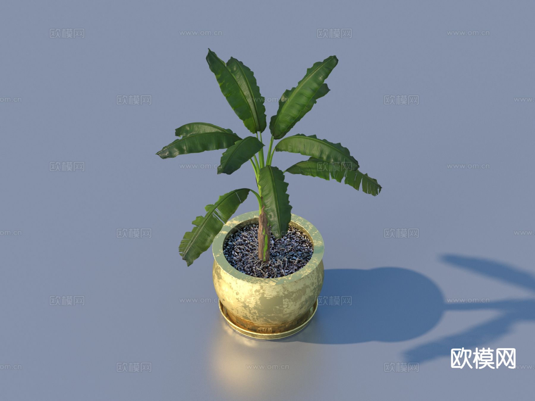 植物盆景 绿植3d模型