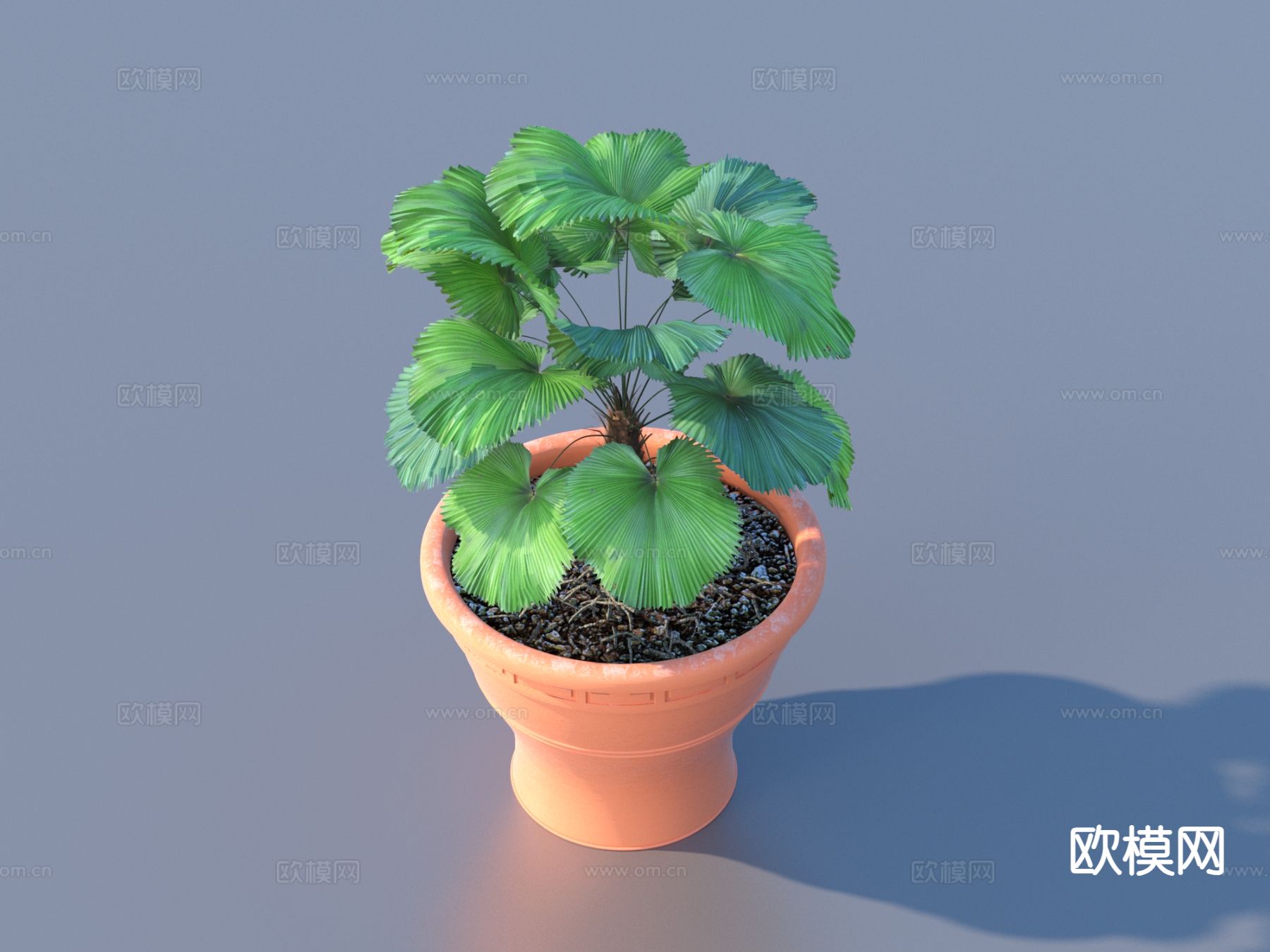 花盆 盆景 绿植 植物3d模型