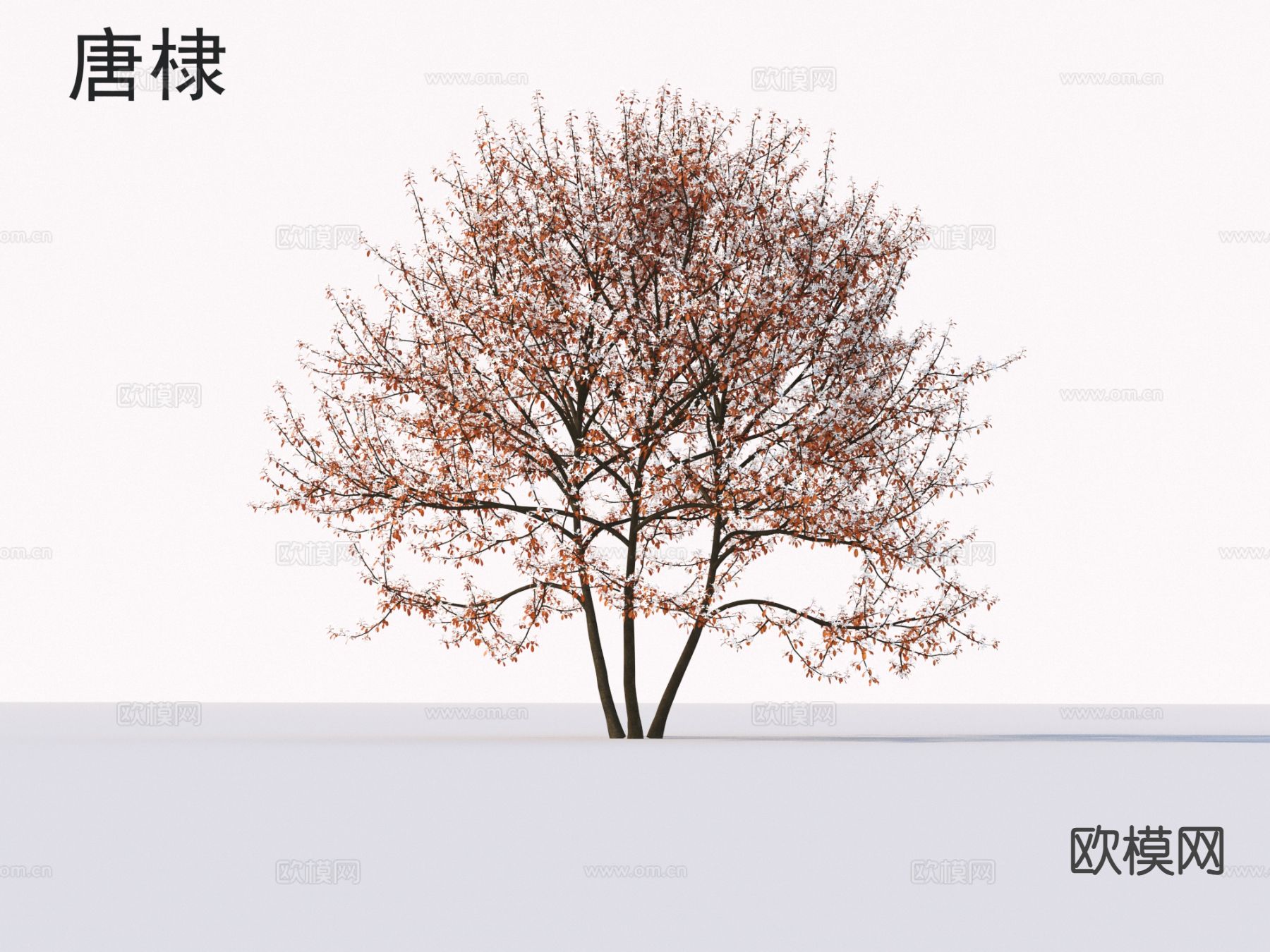 唐棣 小树木 乔木 植物类3d模型