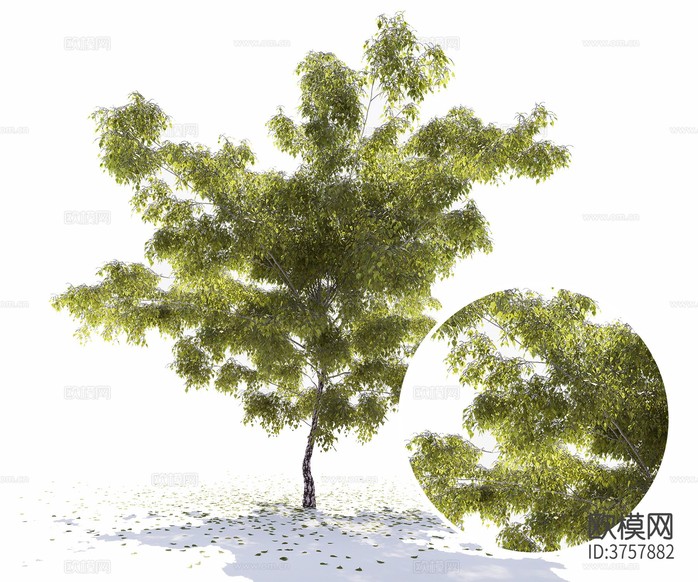 景觀樹(shù) 大樹(shù)材質(zhì)下載