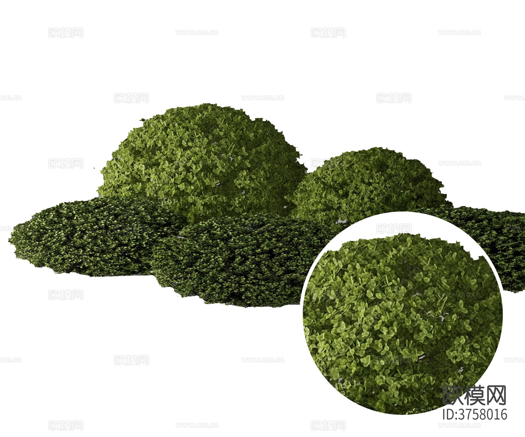 绿篱 灌木材质下载