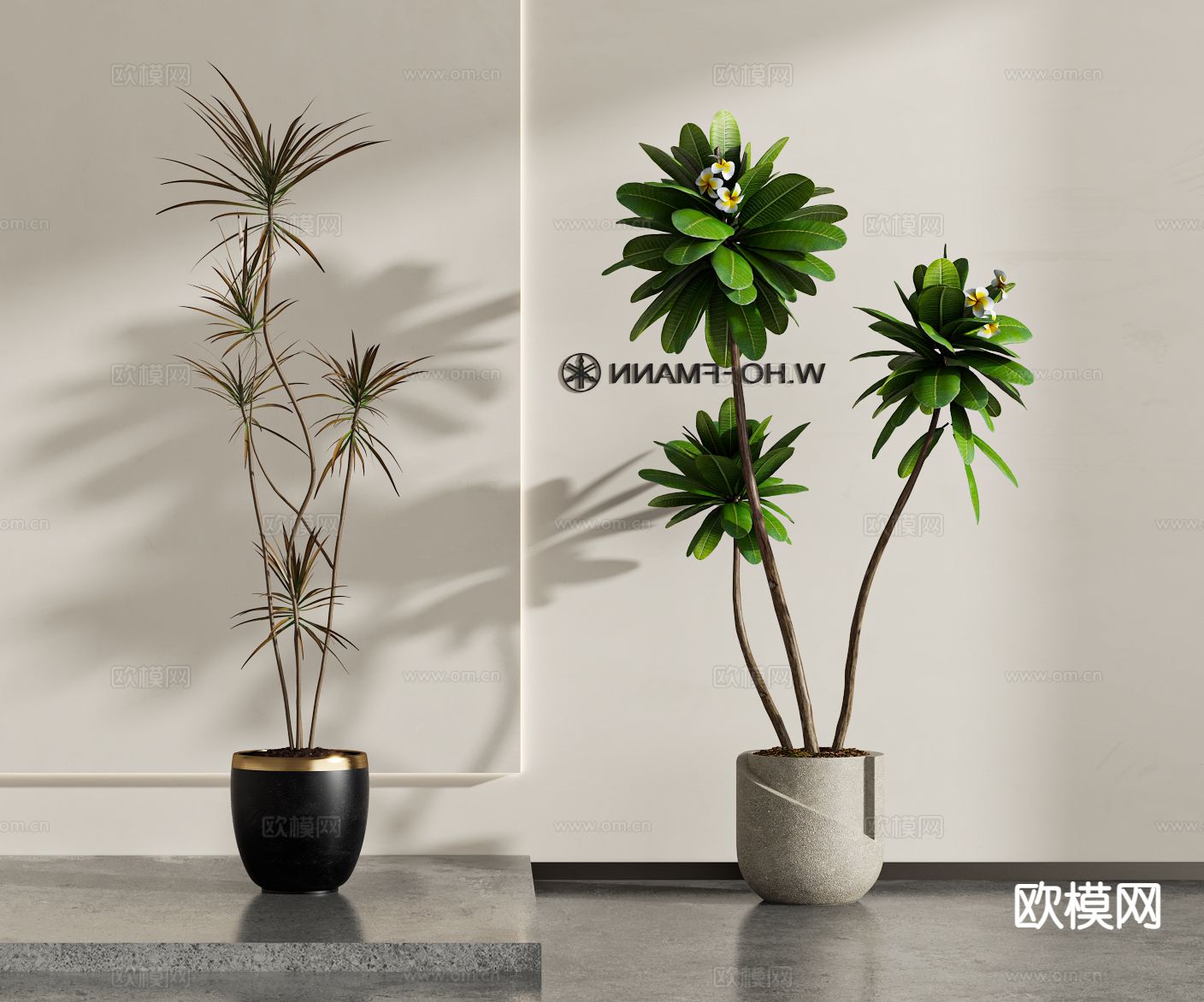 植物盆景 绿植 百合竹3d模型