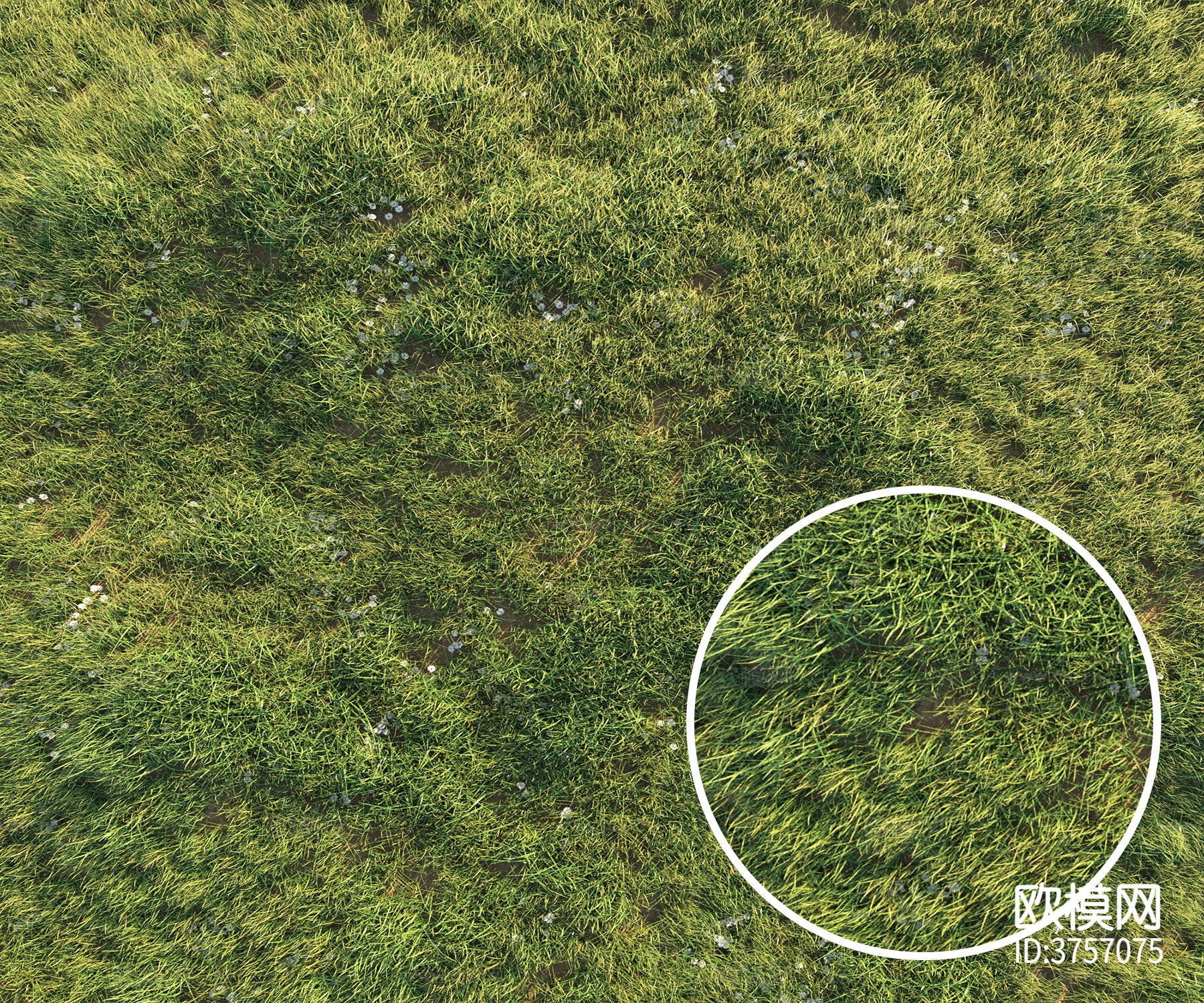 草坪 草地材质下载