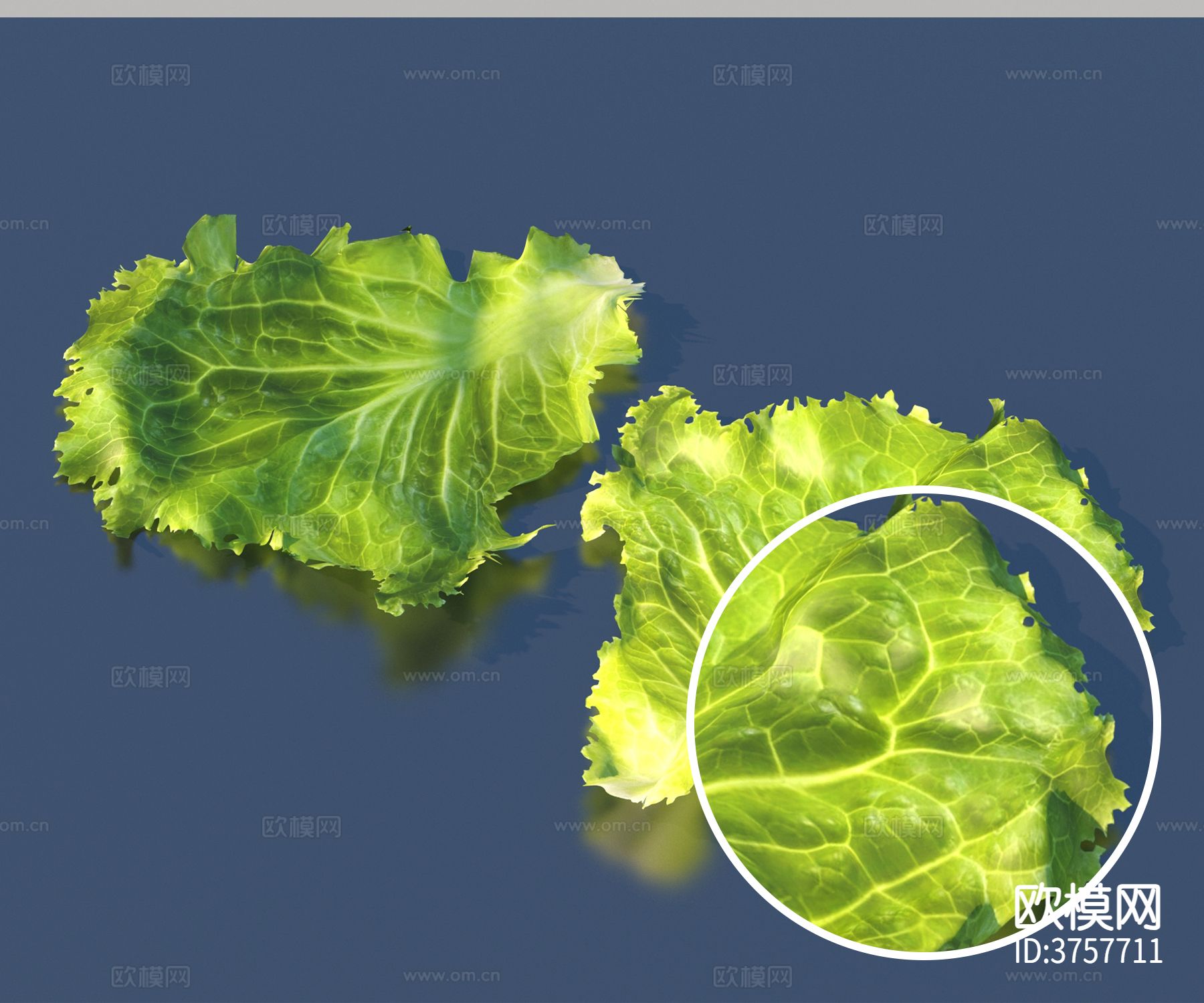 蔬菜 生菜材质下载