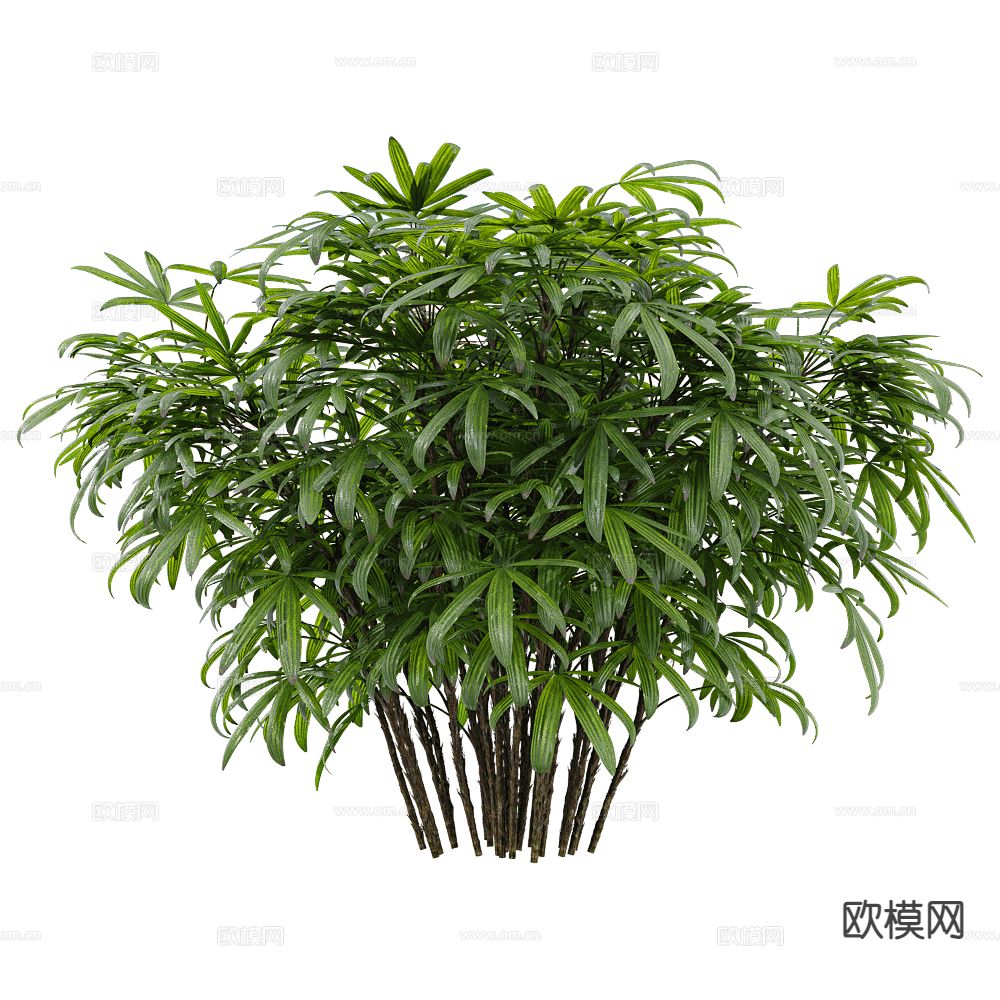 景观树 灌木植物  竹子3d模型