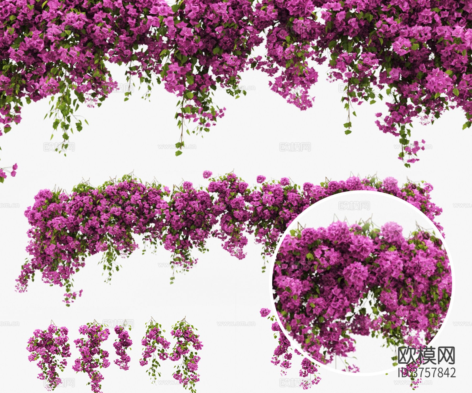 叶子花 藤曼材质下载