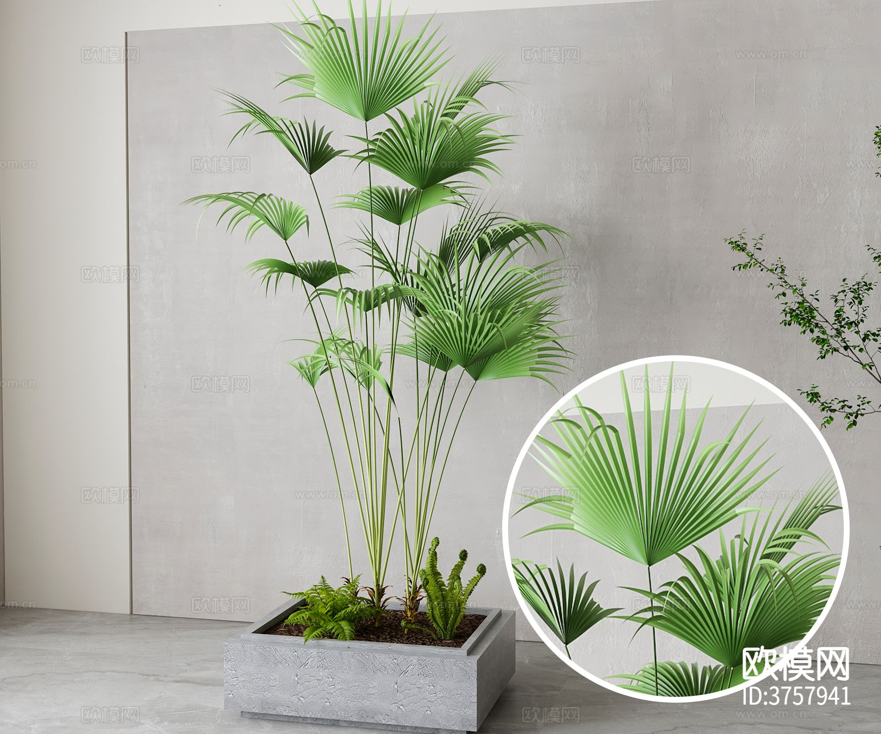 加州蒲葵材质下载