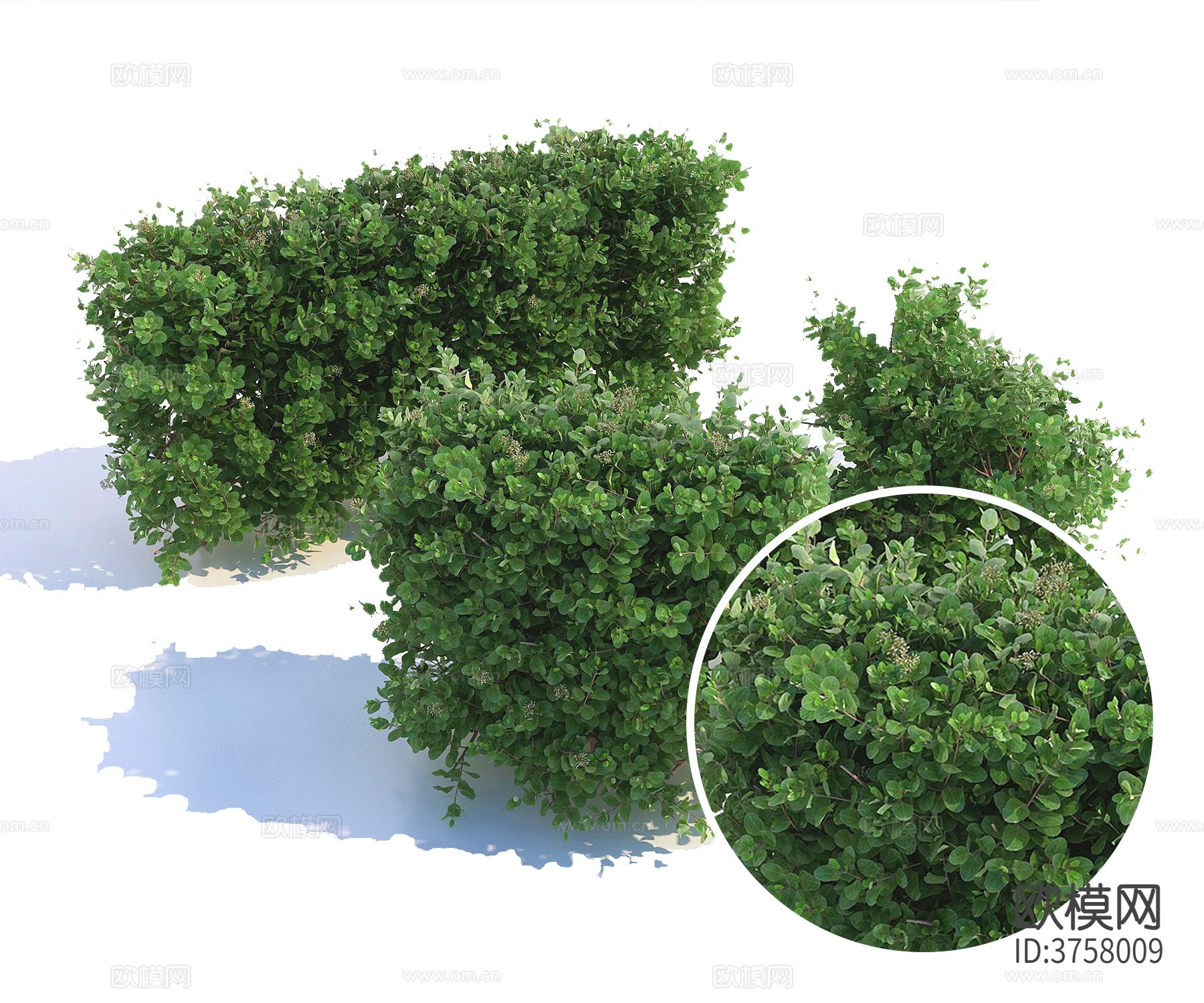 绿篱 灌木材质下载