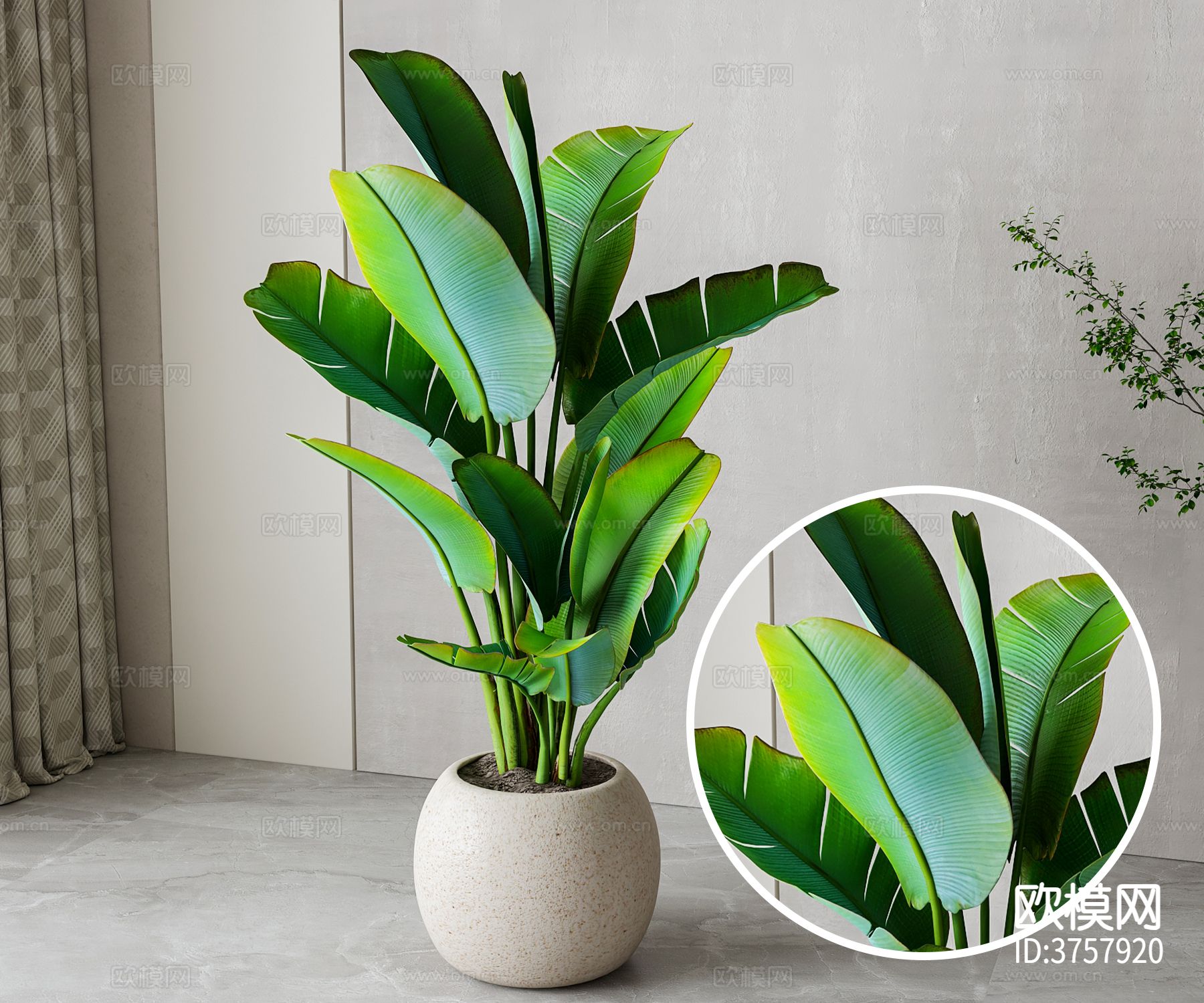 旅人蕉盆栽材质下载