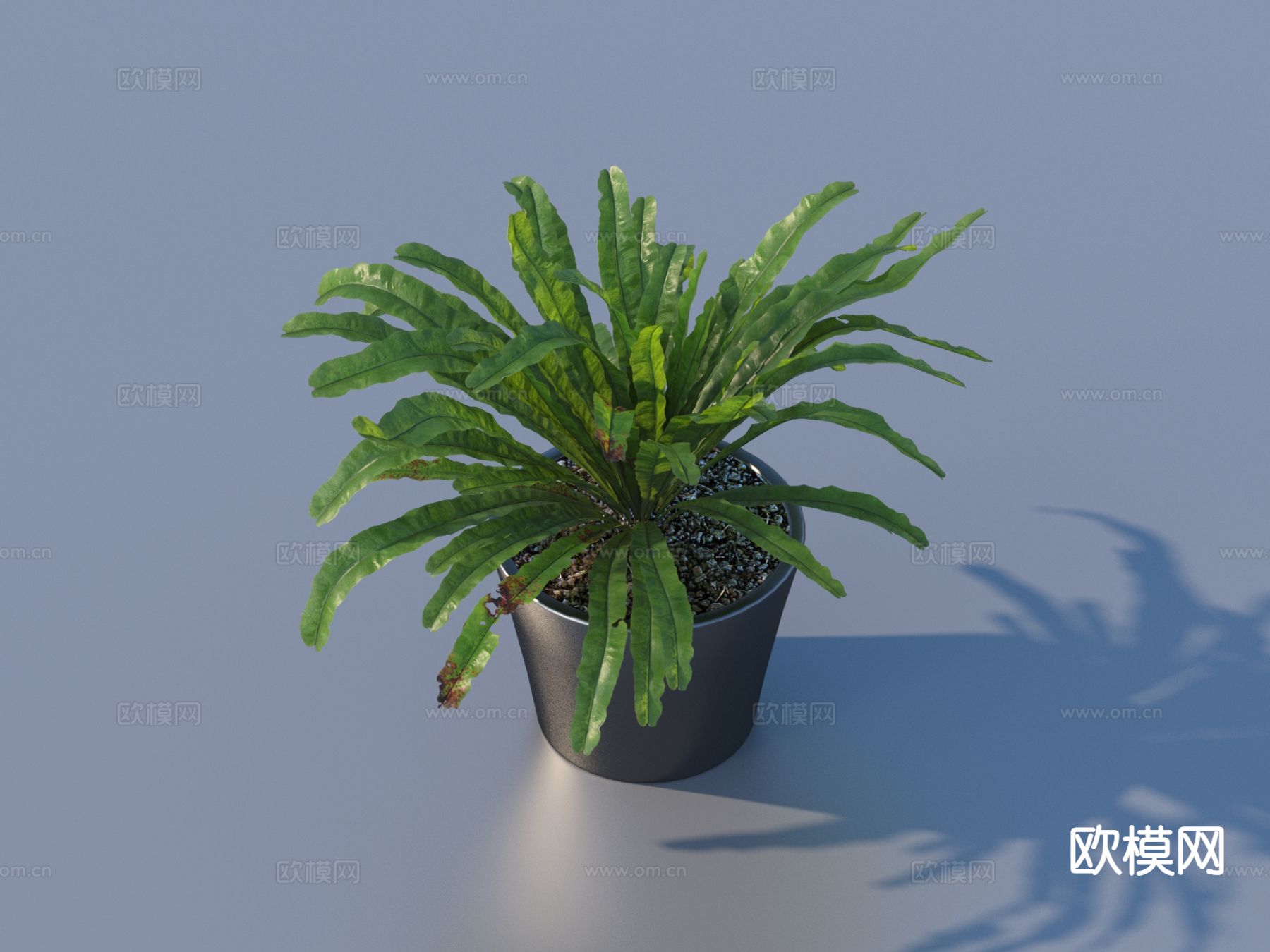 花盆 盆景 绿植 植物3d模型