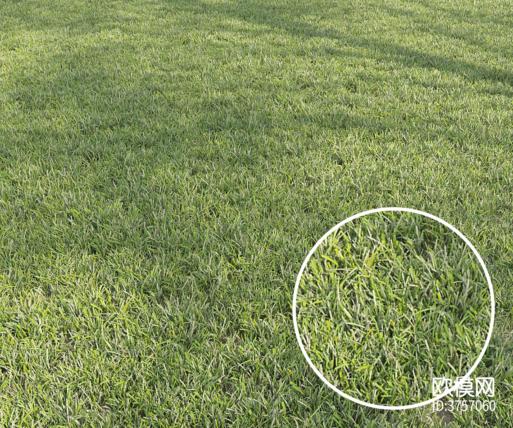 草坪 草地材质下载