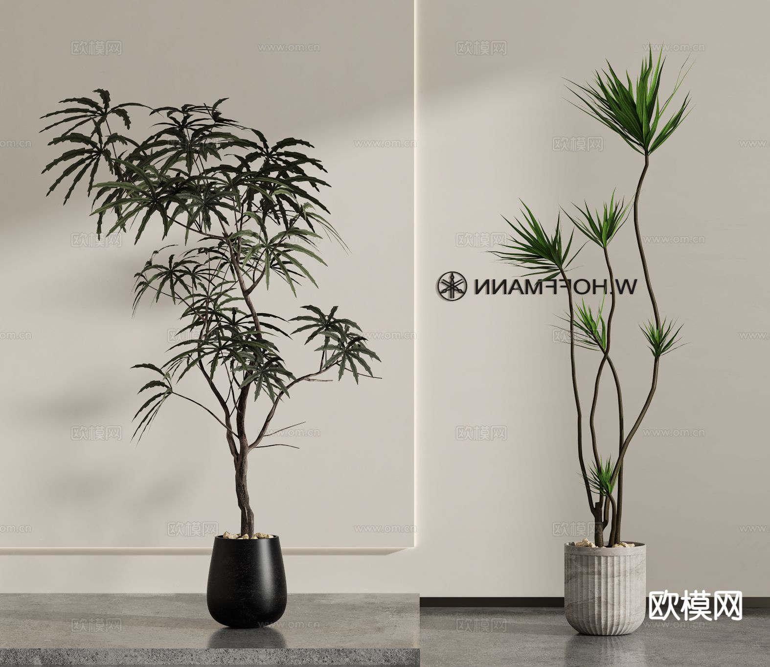 绿植盆栽 孔雀树 龙舌兰3d模型