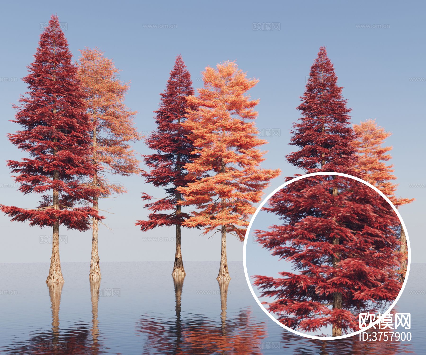 红杉树 景观树材质下载