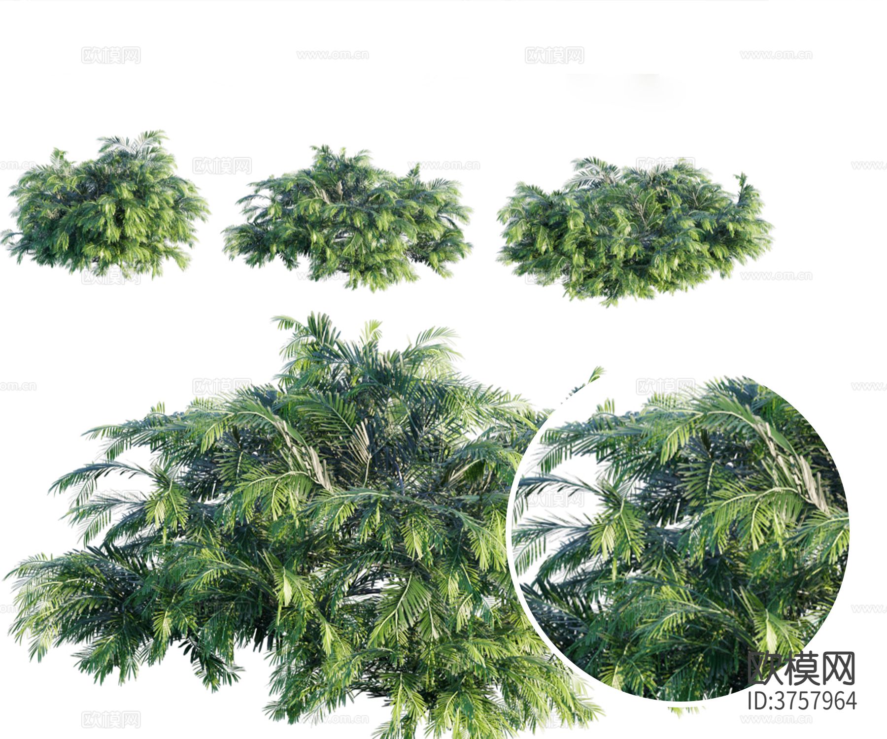 油棕 灌木材质下载