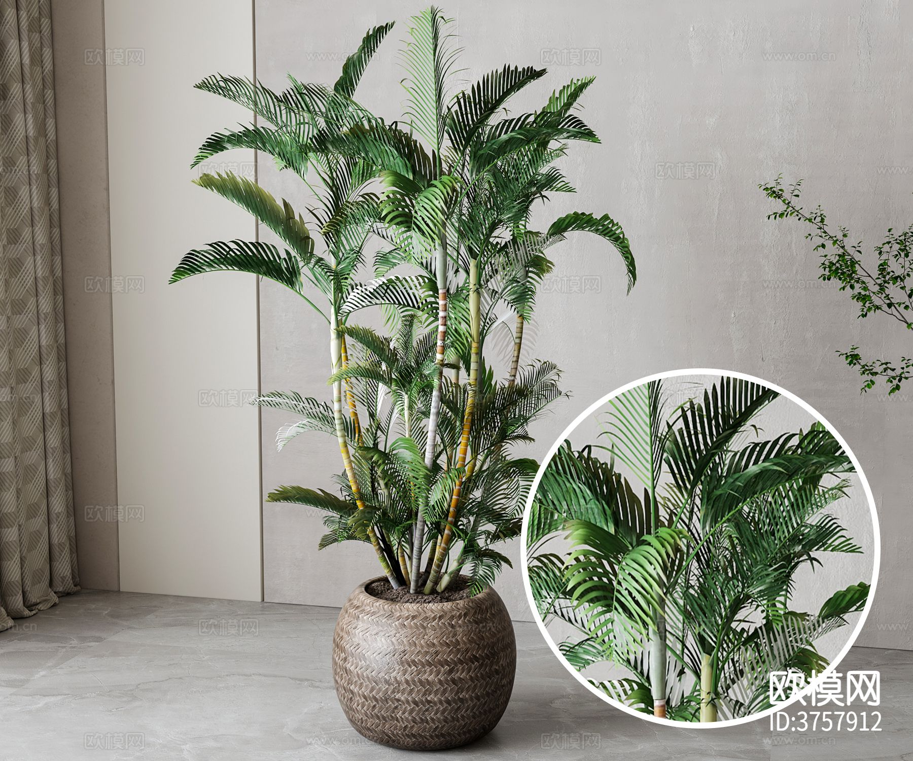 凤尾竹盆栽材质下载