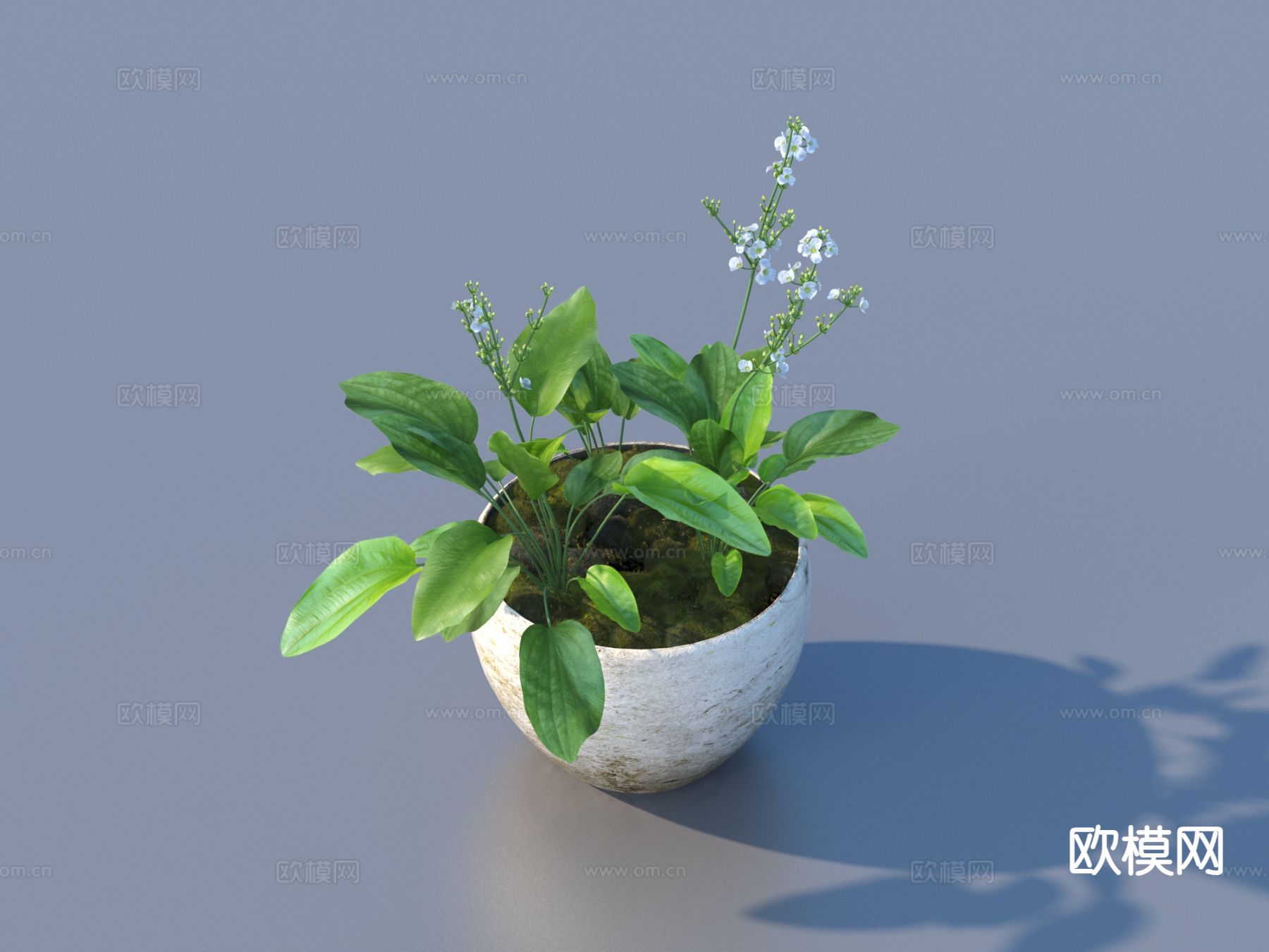 花盆 盆景 绿植 植物3d模型