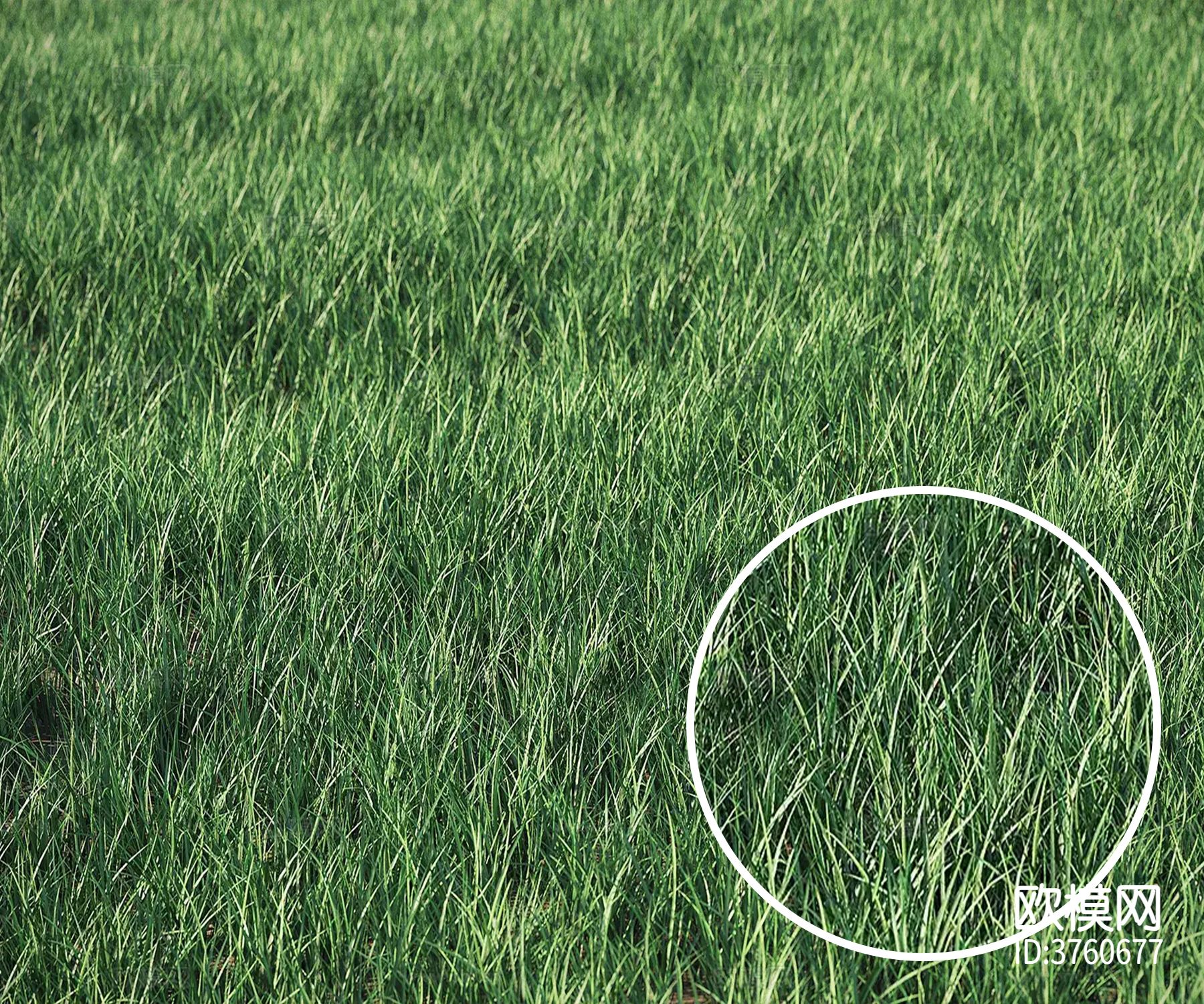 草坪 草地材质下载